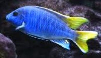 Pseudotropheus acei 1